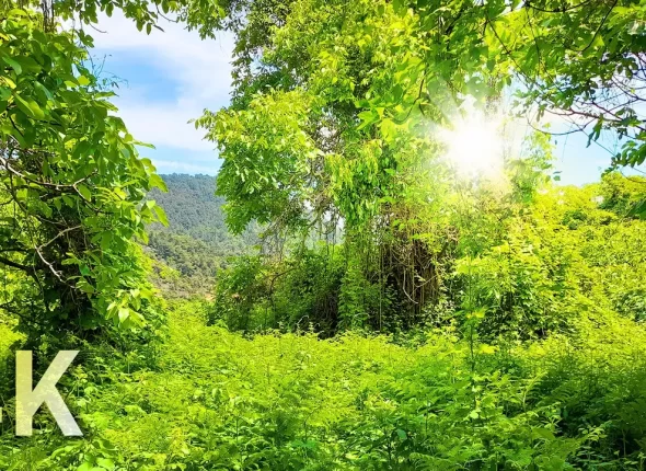 forests of Thasos