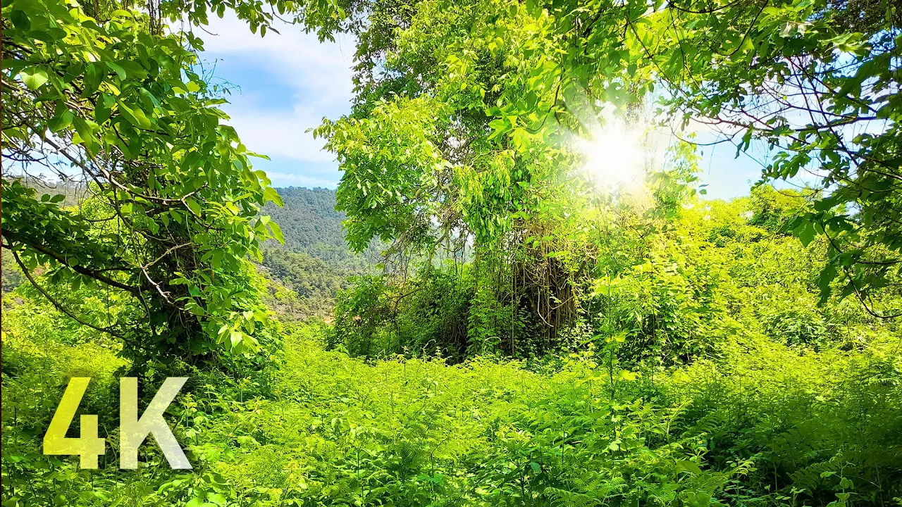 forests of Thasos
